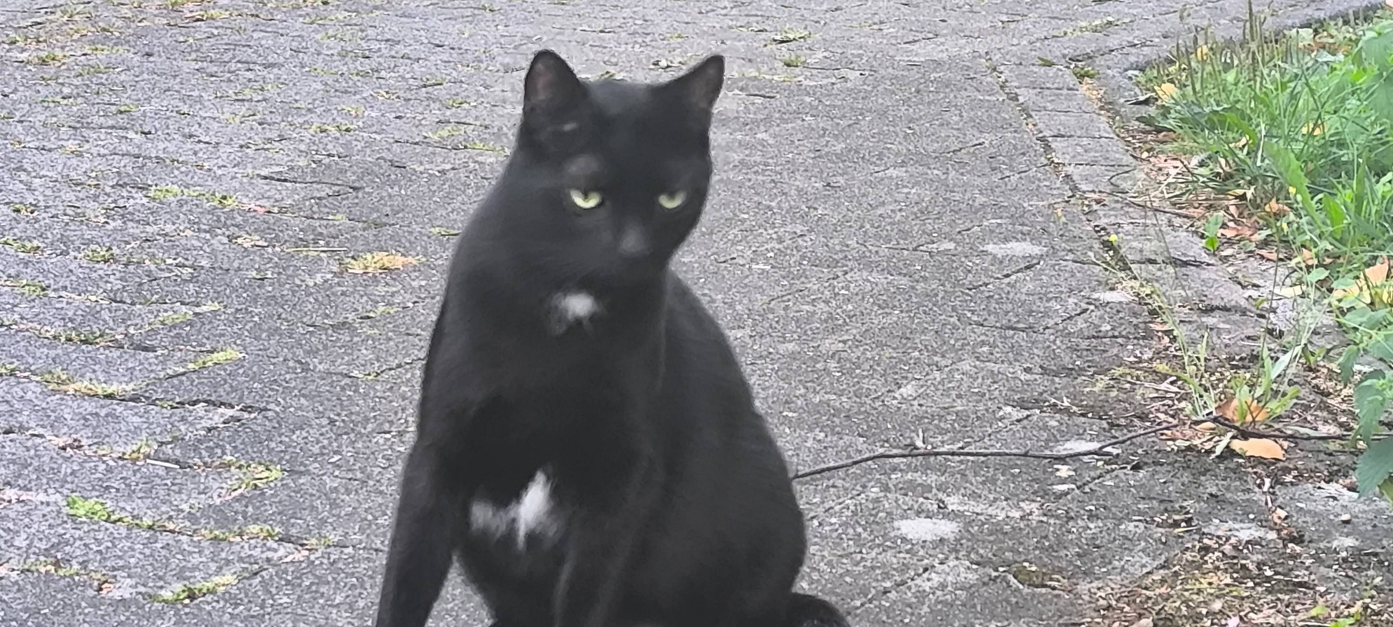 Wer hat Kater Minoş gesehen?