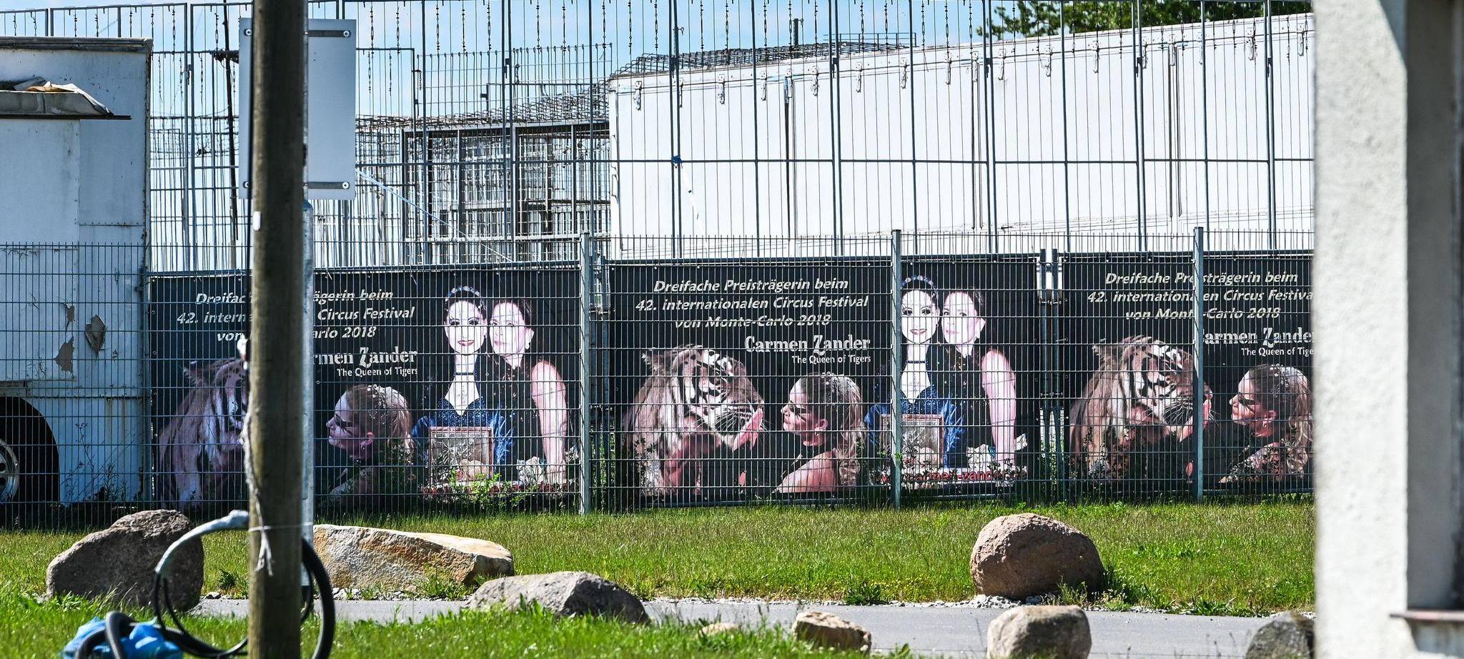 Ausgebrochener Tiger - Tag danach