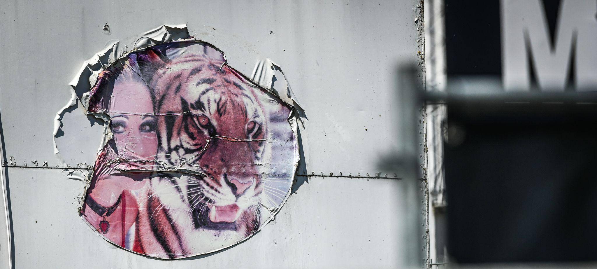 Ausgebrochener Tiger - Tag danach