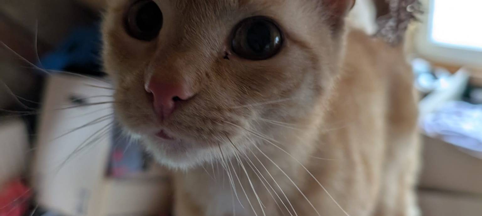 Kater Nemo ist abgehauen