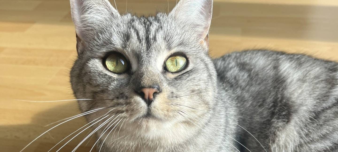 Maya aus Lindlar vermisst