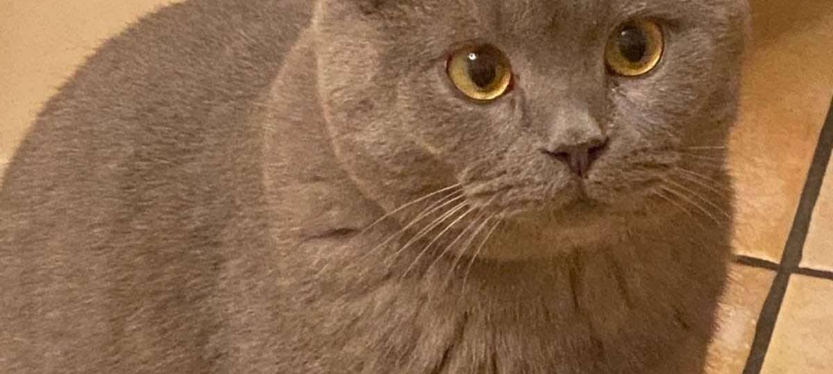 Kater Coffee in Bergisch Gladbach entlaufen