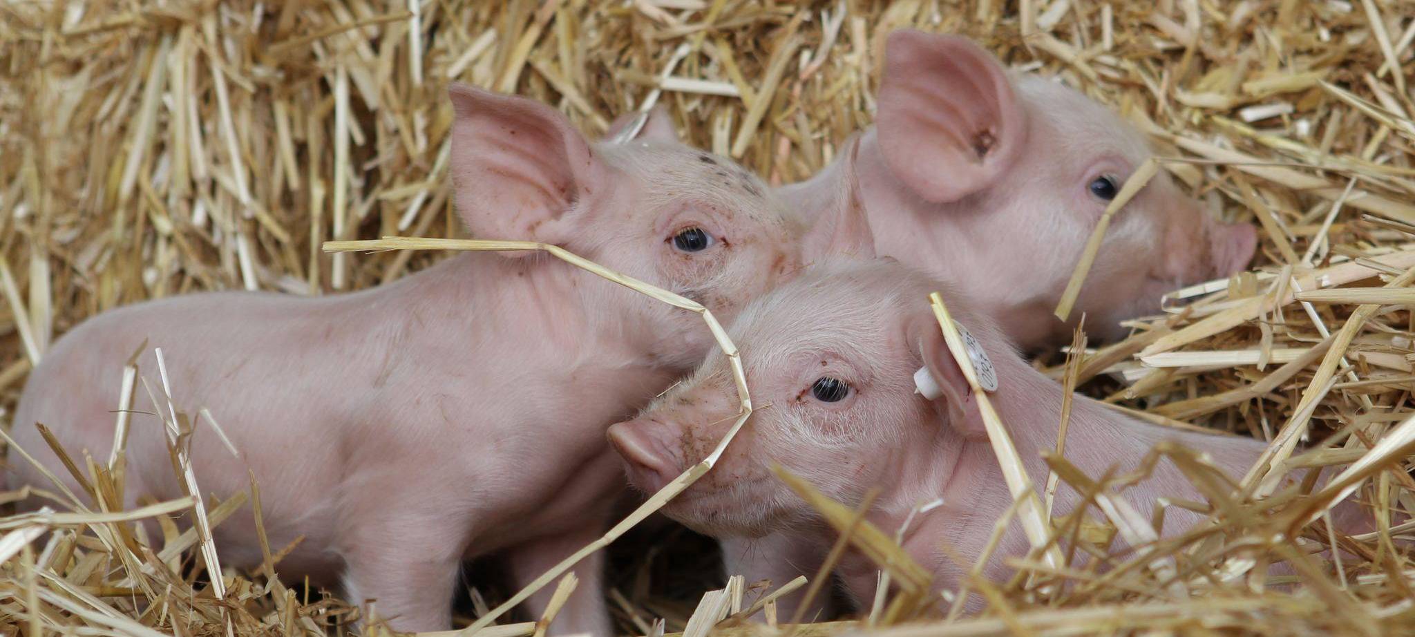 Drei Schweinchen