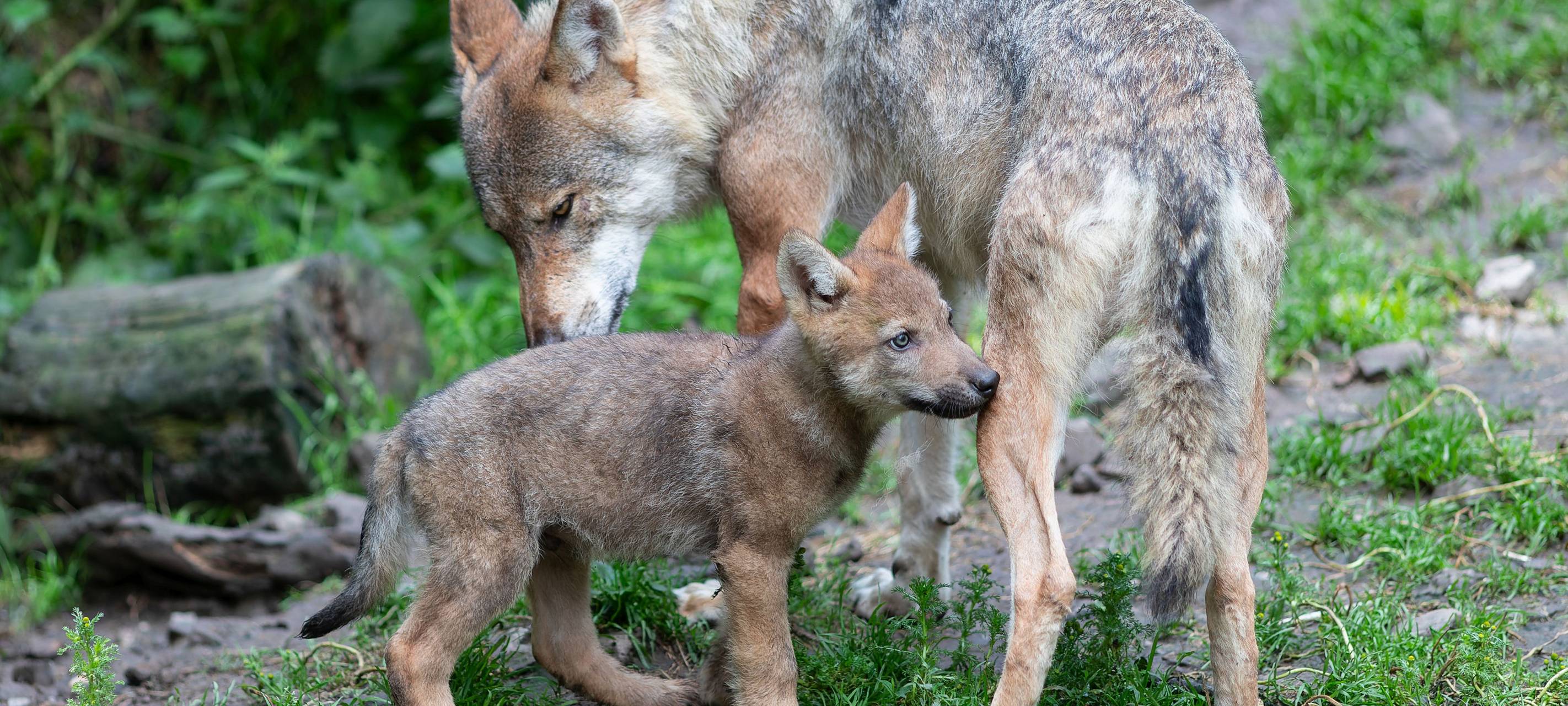 Wolf: Abschussgenehmigung gestoppt