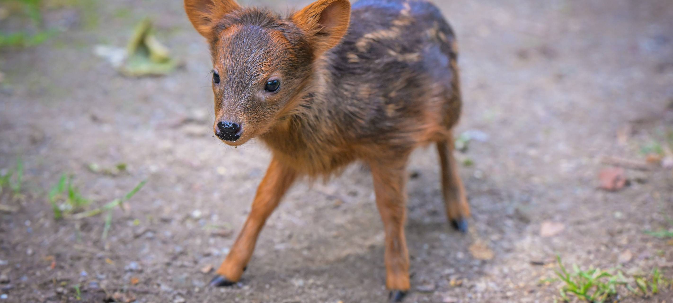Pudu: Nachwuchs im Kölner Zoo