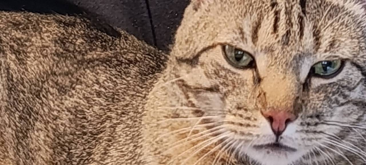 Getigerter Kater "Reeese" wird schmerzlich vermisst