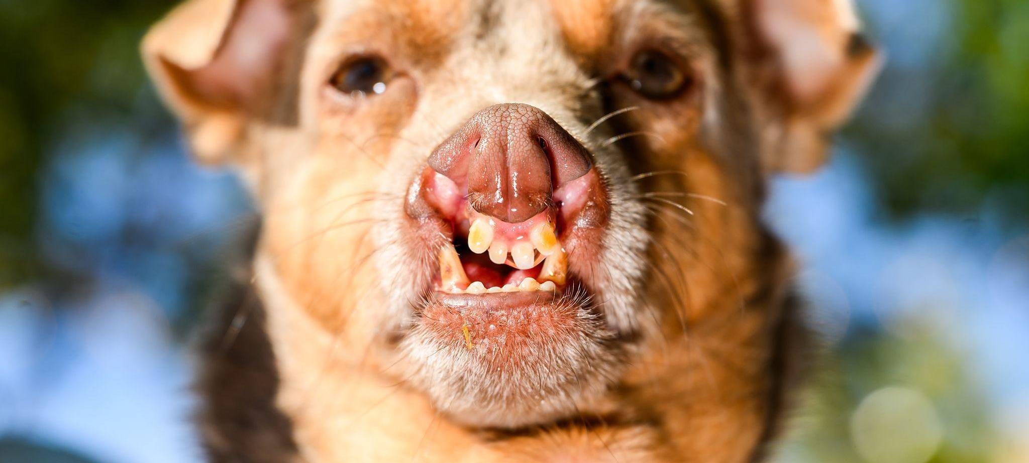 Hässlichster Hund Wettbewerb