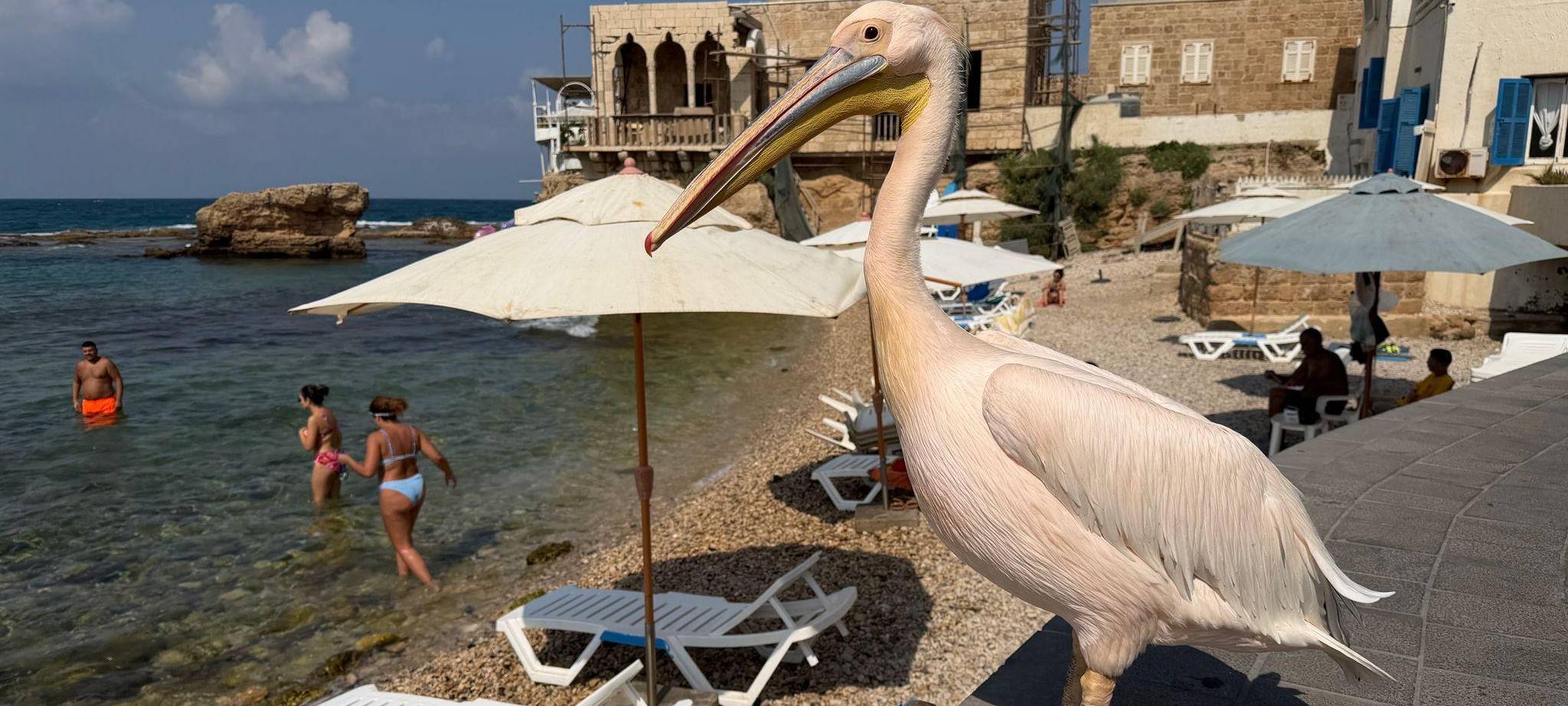 Libanon: Pelikan-Dame «Pelikanchen»