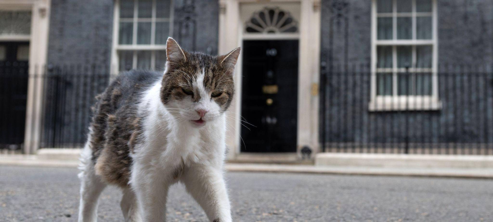 Kater Larry in der Downing Street 10