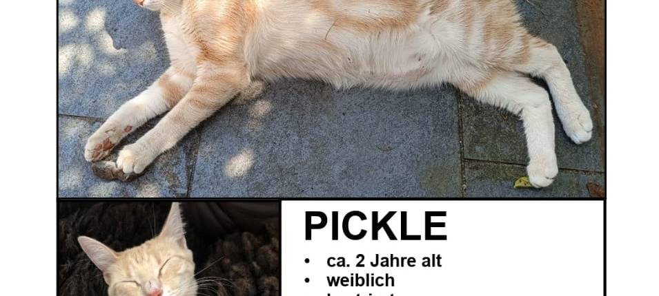 Pickle wird vermisst!