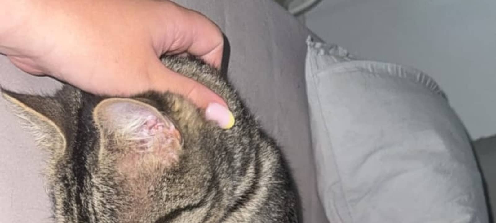 Tabaluga wird vermisst