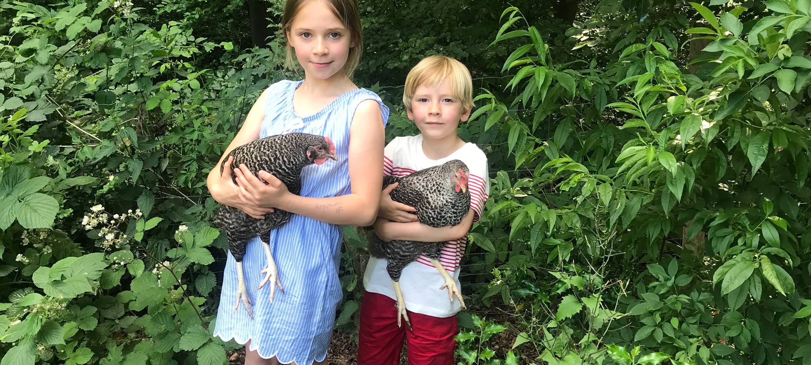 Hühner als Haustiere