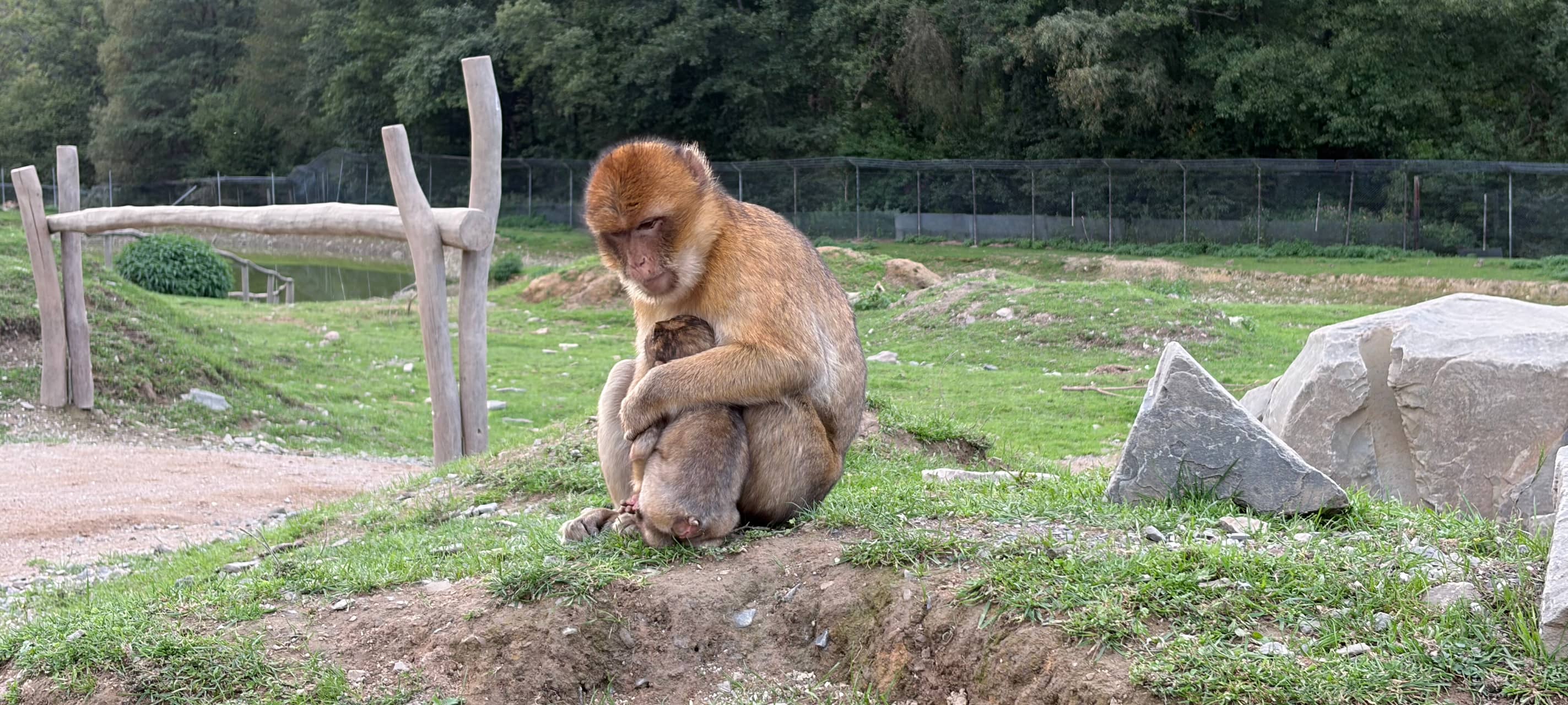 Erlebniswochen - Ein Abend im Affen- und Vogelpark