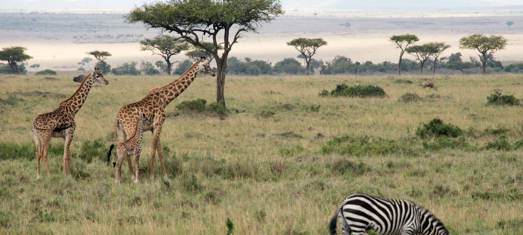 Zebras und Giraffen grasen in einem Nationalpark.