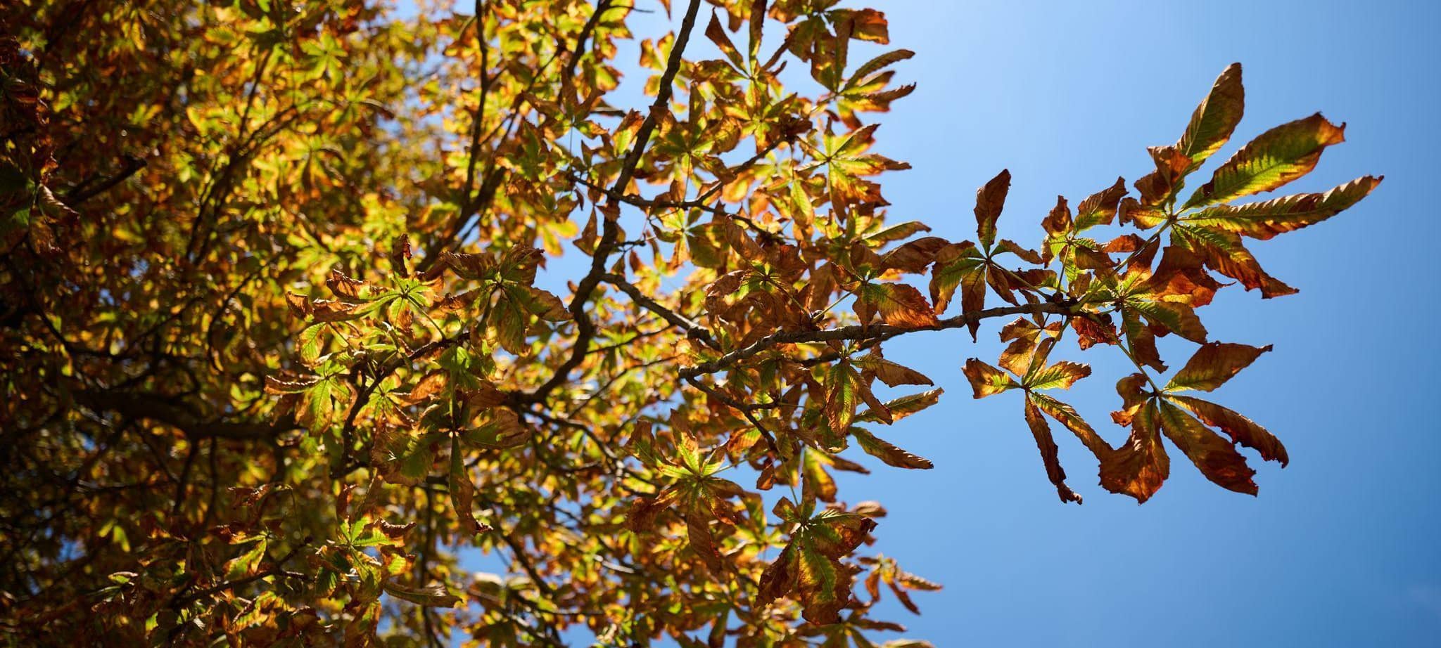 Herbst