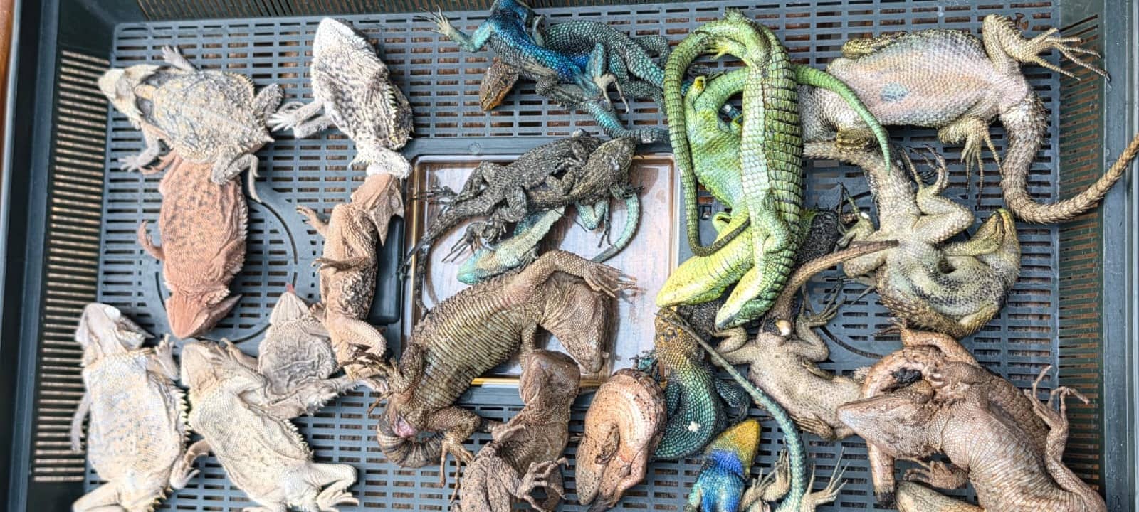 Zoll: Tierschmuggler am Flughafen erwischt