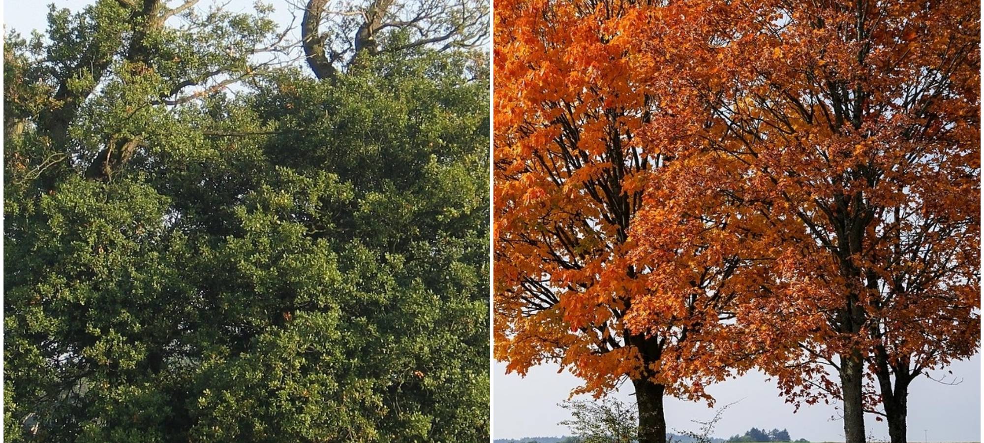 Herbst im Sommer