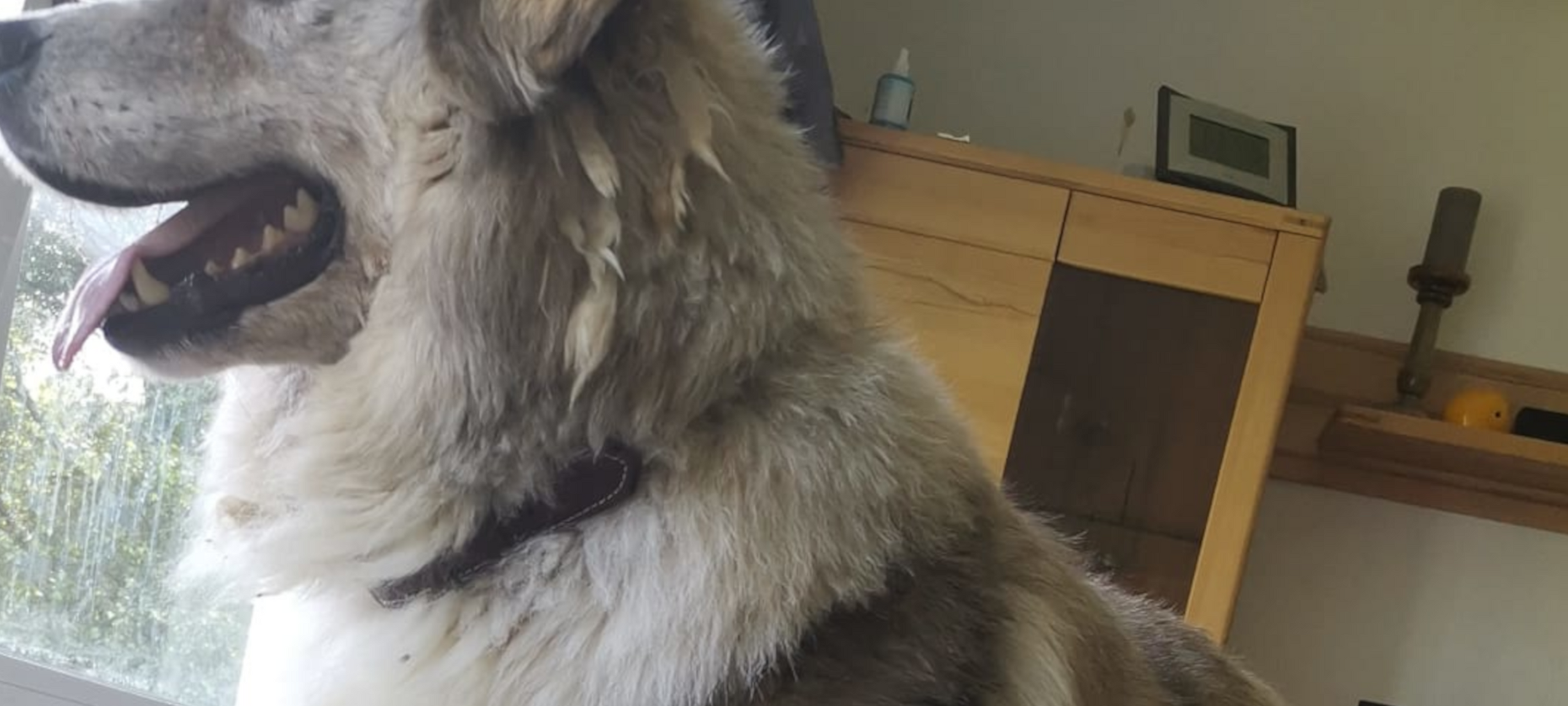 Hund Penny ist entlaufen