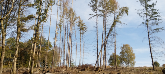 Neuer Wald fürs Bergische