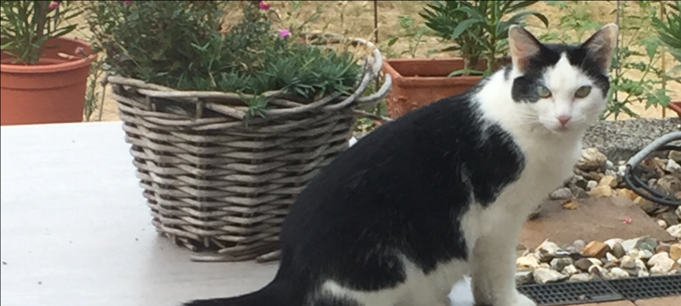 Katze Luna in Bergisch Gladbach vermisst