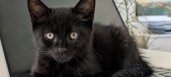 Sehr junger Kater in Leichlingen gefunden