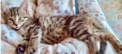 Kater Simba wird sehr vermisst