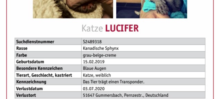 Nacktkatze "Lucifer" in Gummersbach entlaufen